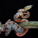 Dedicated Amazon jungle trip and Lake (Superior Suit) 4 Days 22 snake