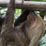 Dedicated Amazon jungle trip and Lake (Superior Suit) 4 Days 23 sloth