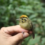 Dedicated Amazon jungle trip and Lake (Superior Suit) 4 Days 20 Best Time to Visit Puerto Maldonado