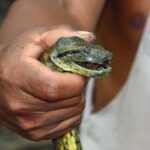 Dedicated Amazon jungle trip and Lake (Superior Suit) 4 Days 18 snake puerto maldonado 3 day tour