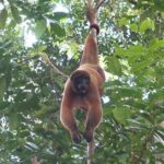 Rainforest Mysteries: Peru jungle tours in Superior Suites 3 Days 18 Tambopata National Reserve