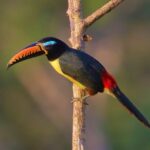 Dedicated Amazon jungle trip and Lake (Superior Suit) 4 Days 17 puerto maldonado amazonas tour