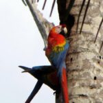 Dedicated Amazon jungle trip and Lake (Superior Suit) 4 Days 2 Inkaterra-Reserva-Amazonica-15