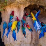 Macaw clay and Sandoval Lake in Amazon (Super Deal) 4 Days 1 Macaw-clay-lick-Chuncho