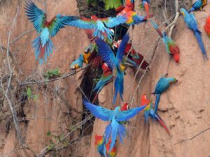 Macaw-clay-lick-Colorado