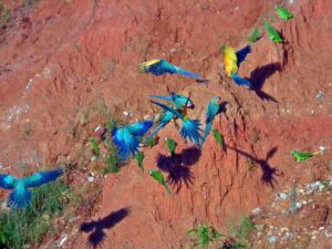 Macaw-clay-lick-Pariamanu