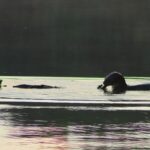 Macaw clay and Sandoval Lake in Amazon (Super Deal) 4 Days 2 Puerto-Maldonado-Jungle-tours-Sandoval-Lake-3-Days