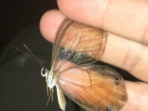 Puerto-Maldonado-butterfly-zoo