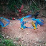 Macaw clay and Sandoval Lake in Amazon (Super Deal) 4 Days 4 Tambopata-research-center-19