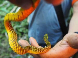 Tropifauna-Serpentarium