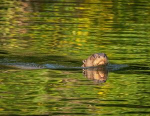 Tambopata Giant Otter puerto maldonado jungle tours