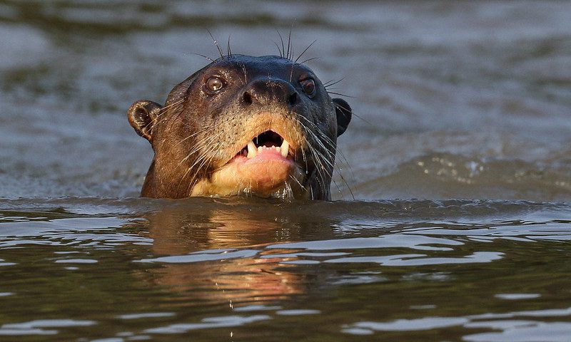 Tambopata-Giant-Otter turismo en puerto maldonado