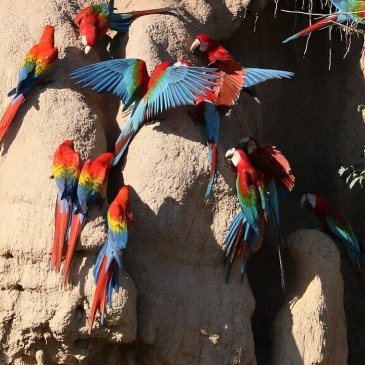 group od red and blue macaws eating clay in the amazon