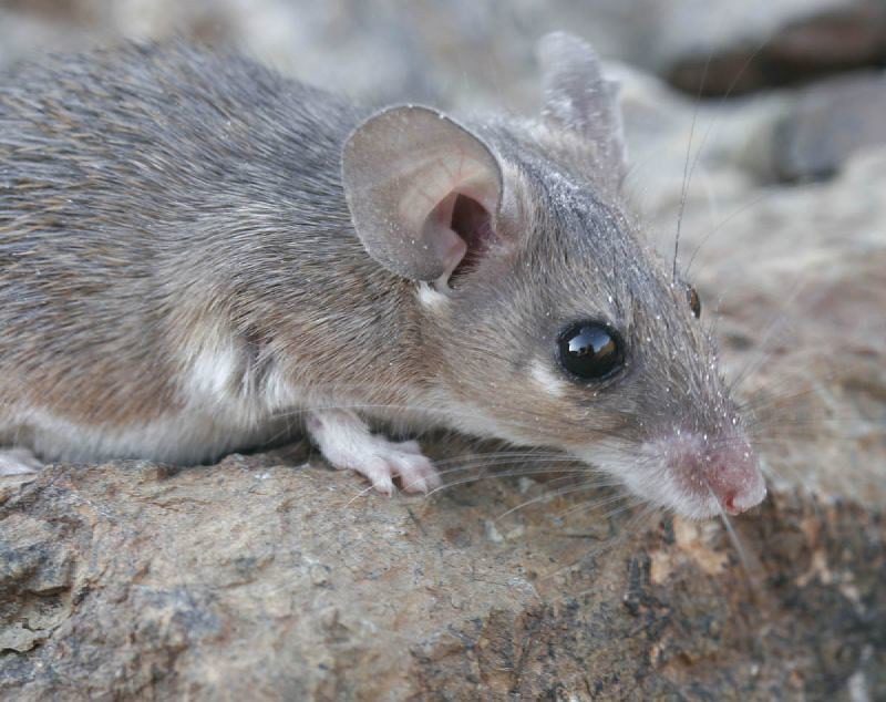 Amazon spiny mouse