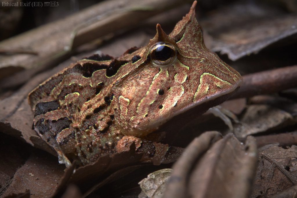 Amazonian Horned Frog
