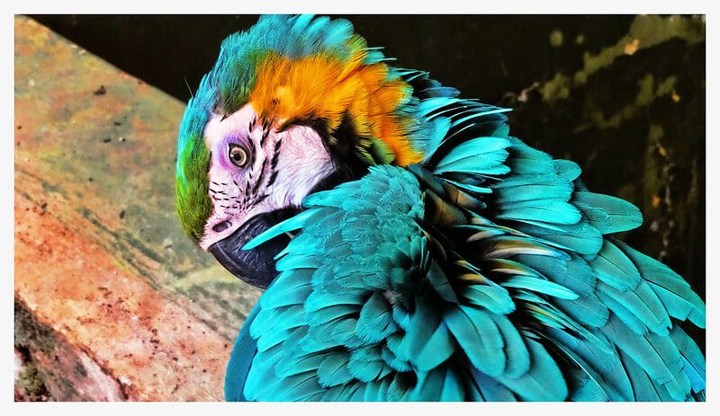 Peruvian Amazon Tours