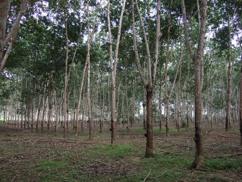 Rubber in Amazon rainforest