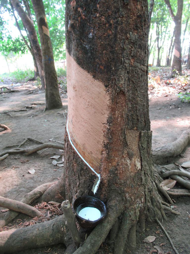 "White gold" is tapped from rubber trees on small farms in Myanmar (Burma).