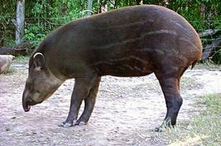 South American tapir