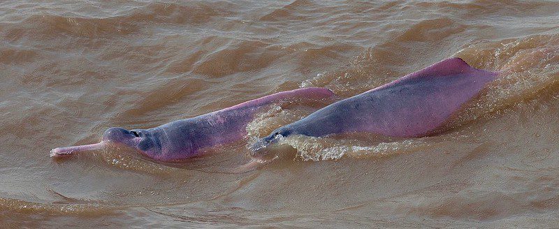 amazon dolphins