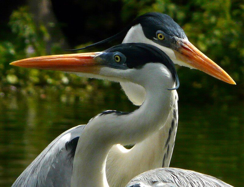 animals of the amazon