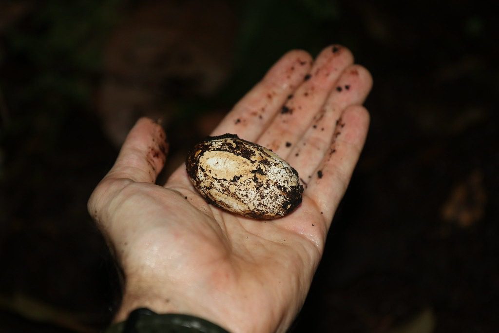 biggest black caiman