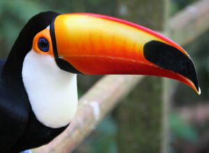 bird toucan
