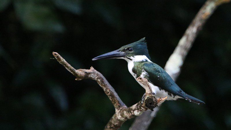 birds kingfisher