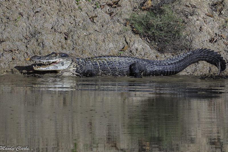 black caiman amazon rainforest