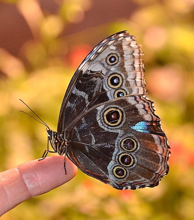 blue morpho butterflies