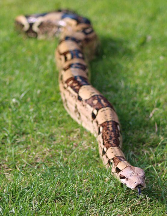 boa constrictor