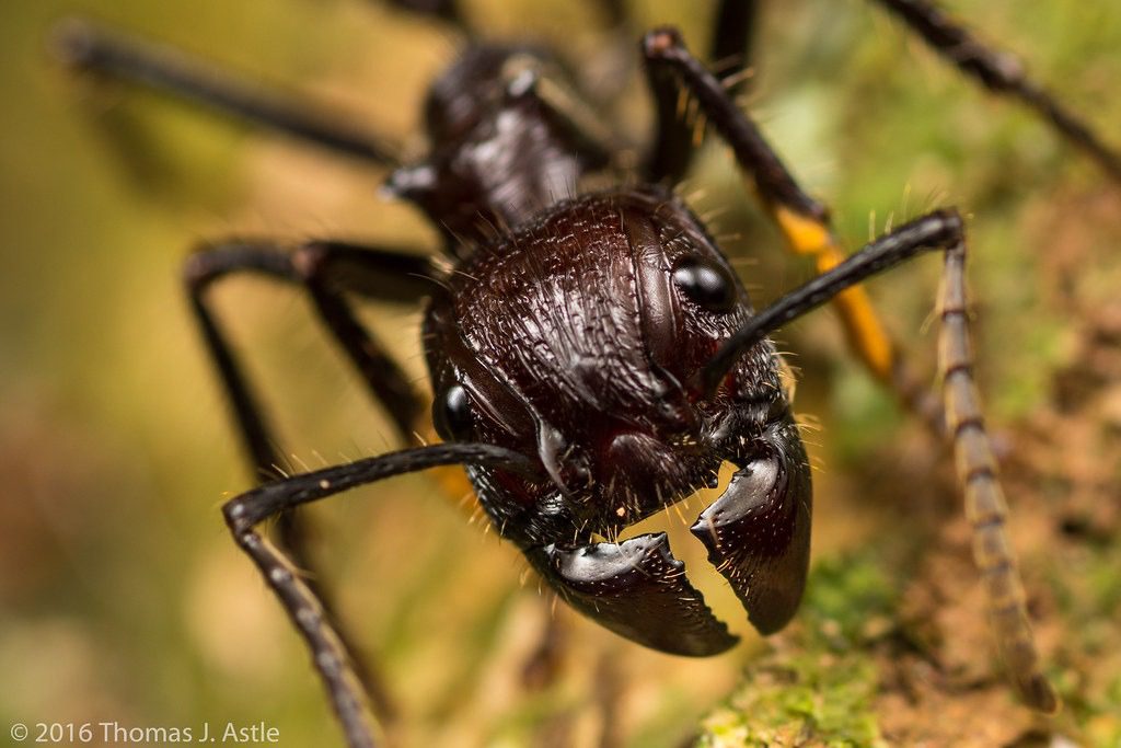 bullet ant Amazon Rainforest