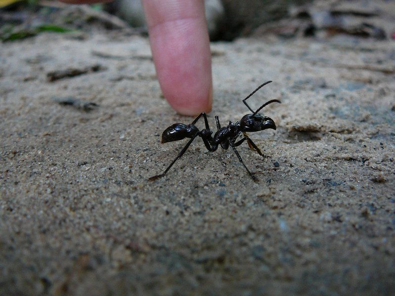 bullet ant bite in Amazon