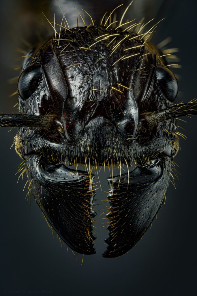 bullet ant head