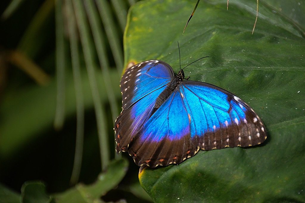 butterfly blue morpho
