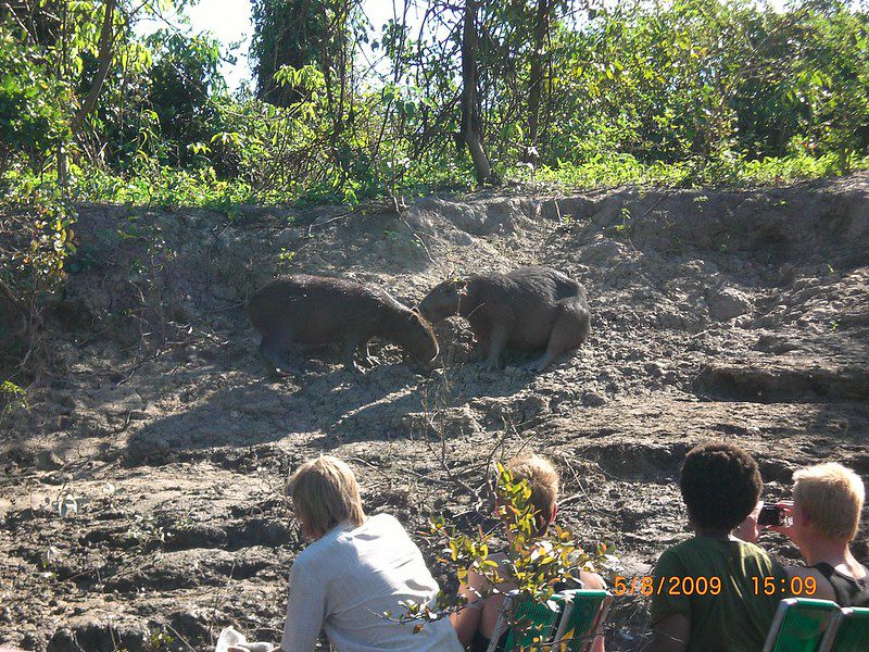 capybara Amazon tour peru