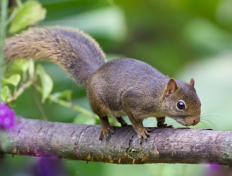 dwarf squirrel Amazon