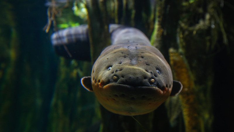 electric eel voltage