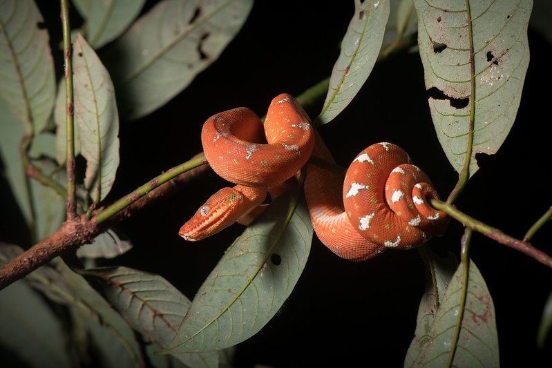 emerald tree boa Juvenile