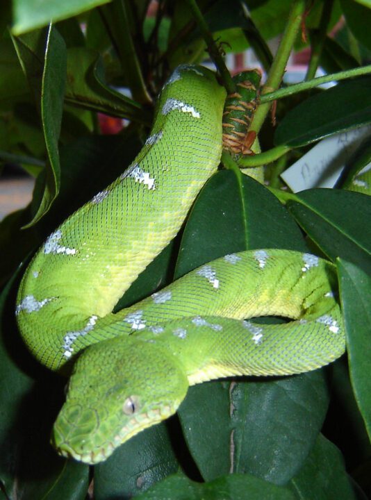 emerald tree boa snake