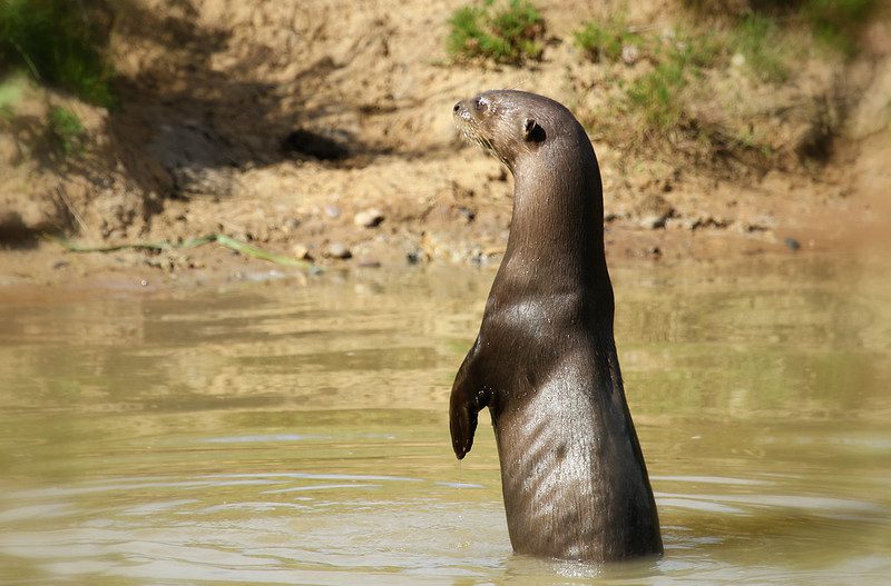 giant otter size