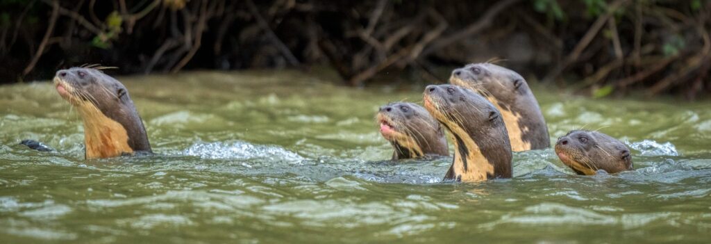 giant river otters