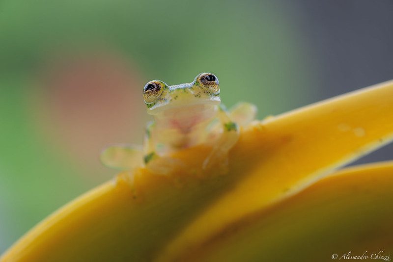 glass frog Peru Jungle