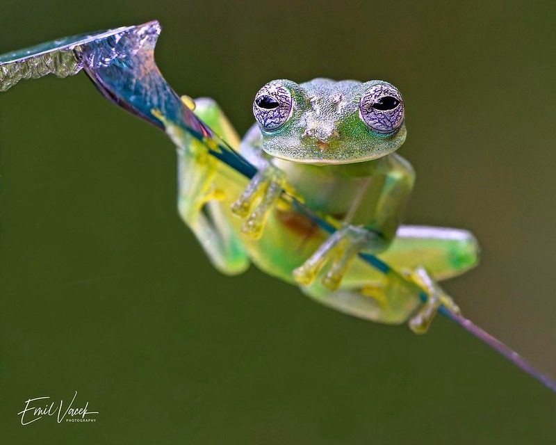 glass frog Puerto Maldonado