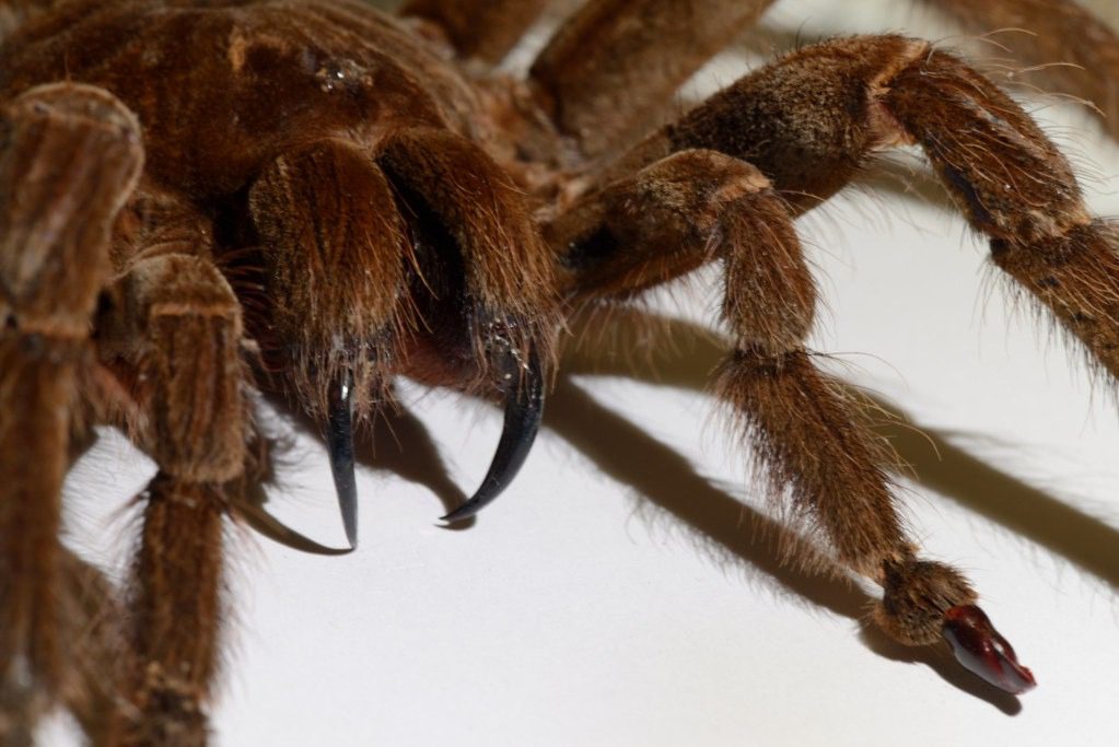 goliath tarantula