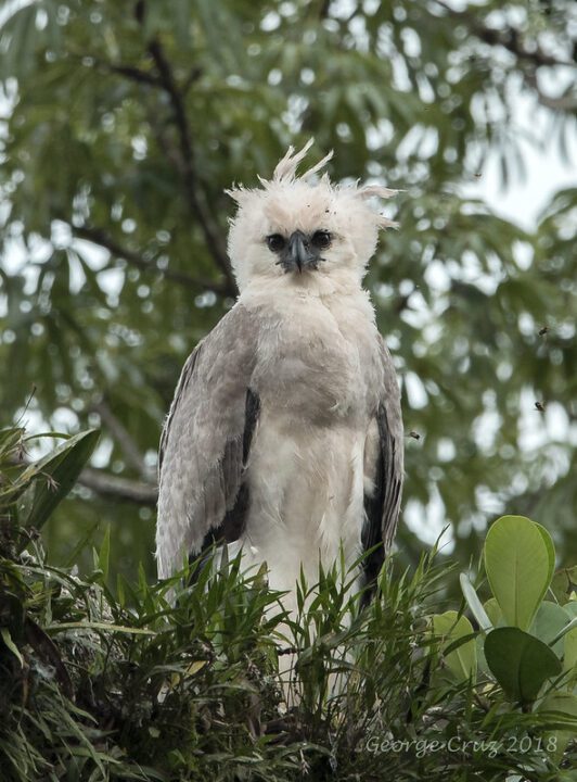 harpy eagle large