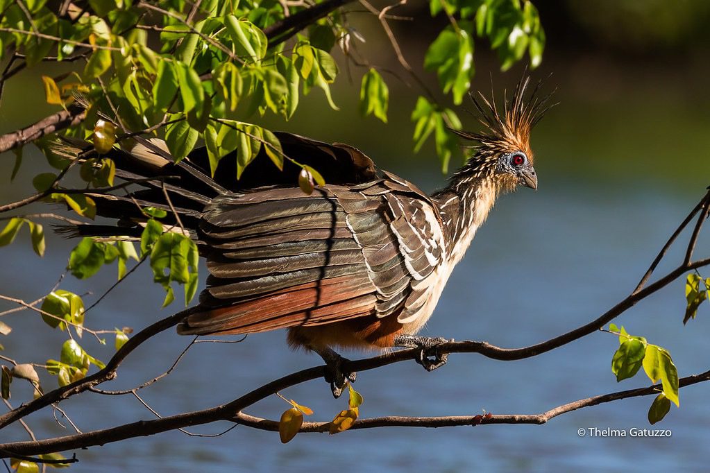 hoatzin birds