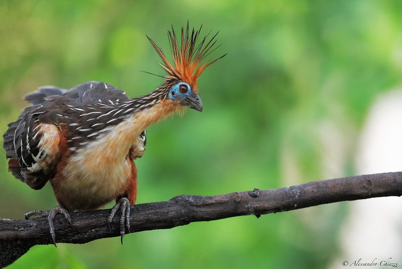 hoatzin claw