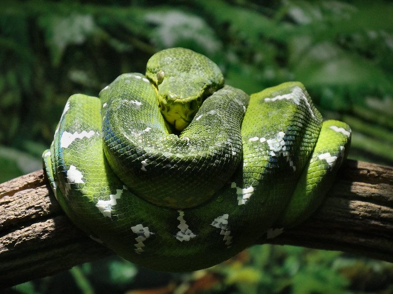 how big does a green anaconda get