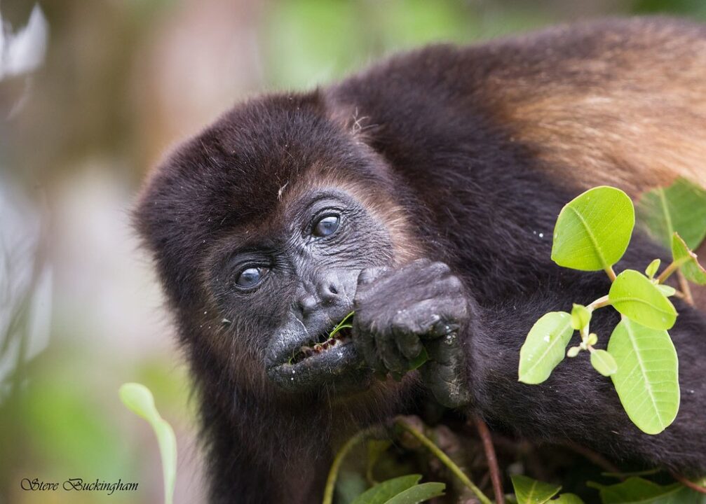 howler monkey howling